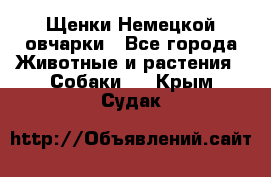 Щенки Немецкой овчарки - Все города Животные и растения » Собаки   . Крым,Судак